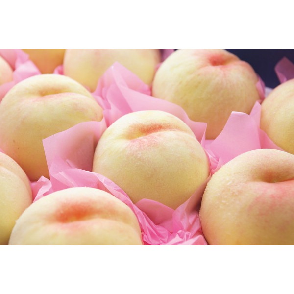 岡山県産　岡山白桃（１．２kg）【25-1011-54】